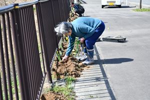 西部地区公民館前で、水仙を手で植える様子